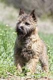 CAIRN TERRIER 255